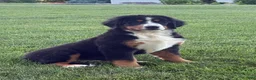 Bernese Mountain Dog dogs for sale: Ollie  - Ad 1