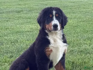 Bernese Mountain Dog dogs for sale: Ollie - Ad 1