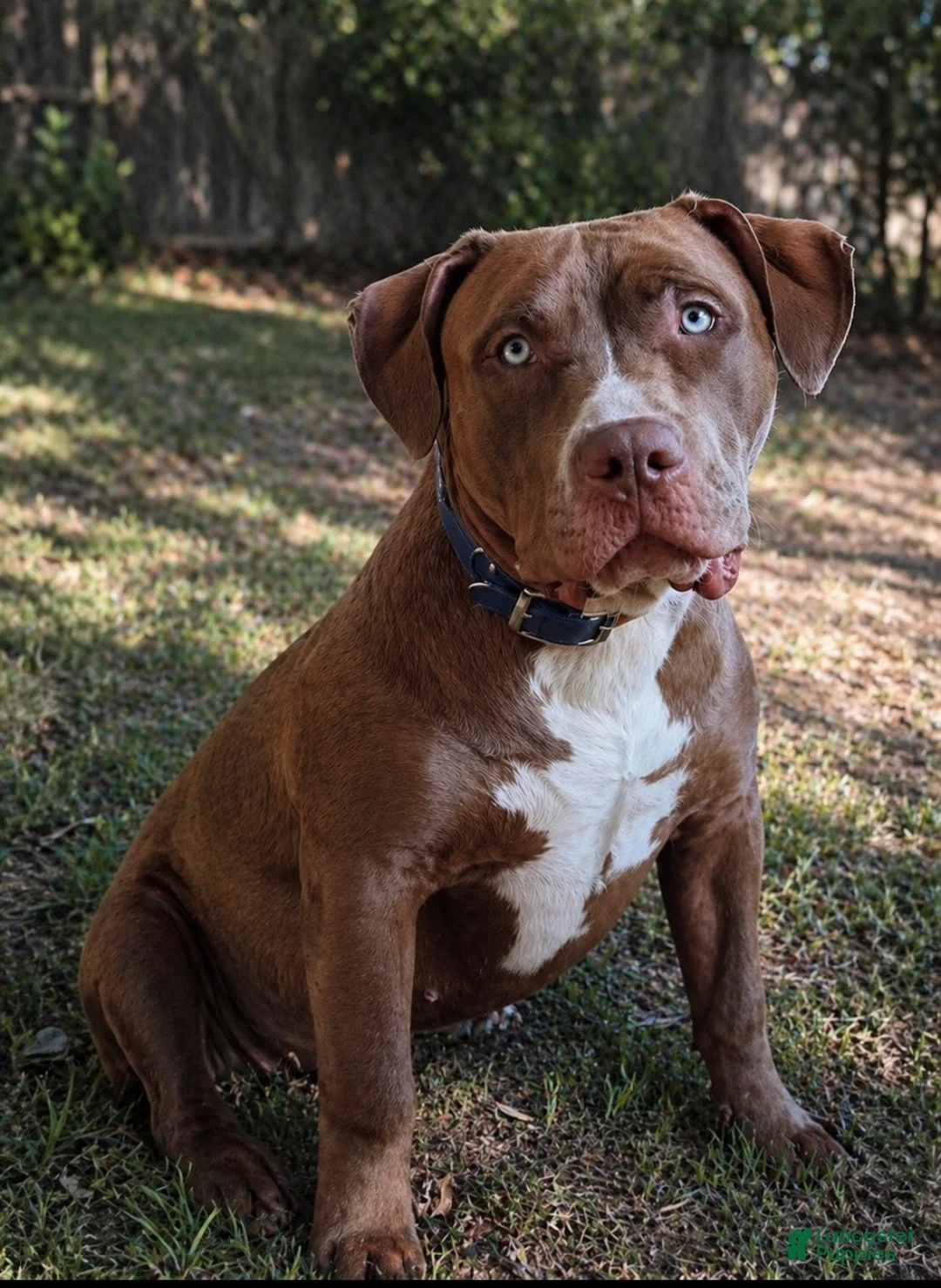American Bully dogs for sale: Pinky - Ad 2