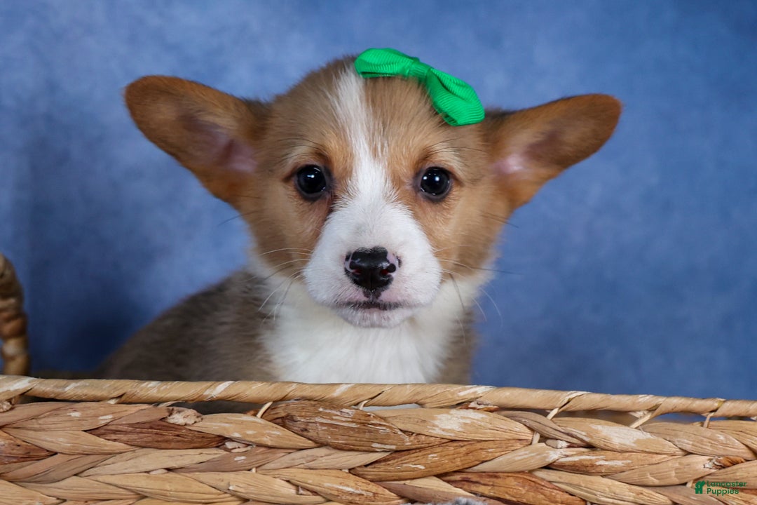 Welsh Corgi Pembroke dogs for sale: Mario - Ad 2
