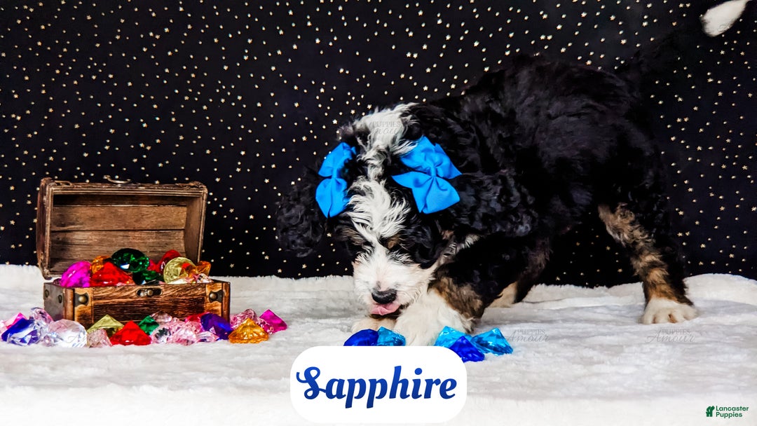 Bernedoodle dogs for sale: Sapphire - Ad 7