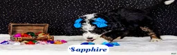 Bernedoodle dogs for sale: Sapphire - Ad 7