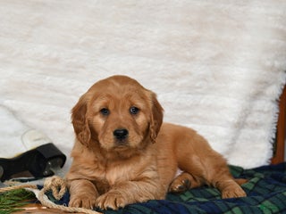 Miniature Golden Retriever dogs Blizzard - Ad 18