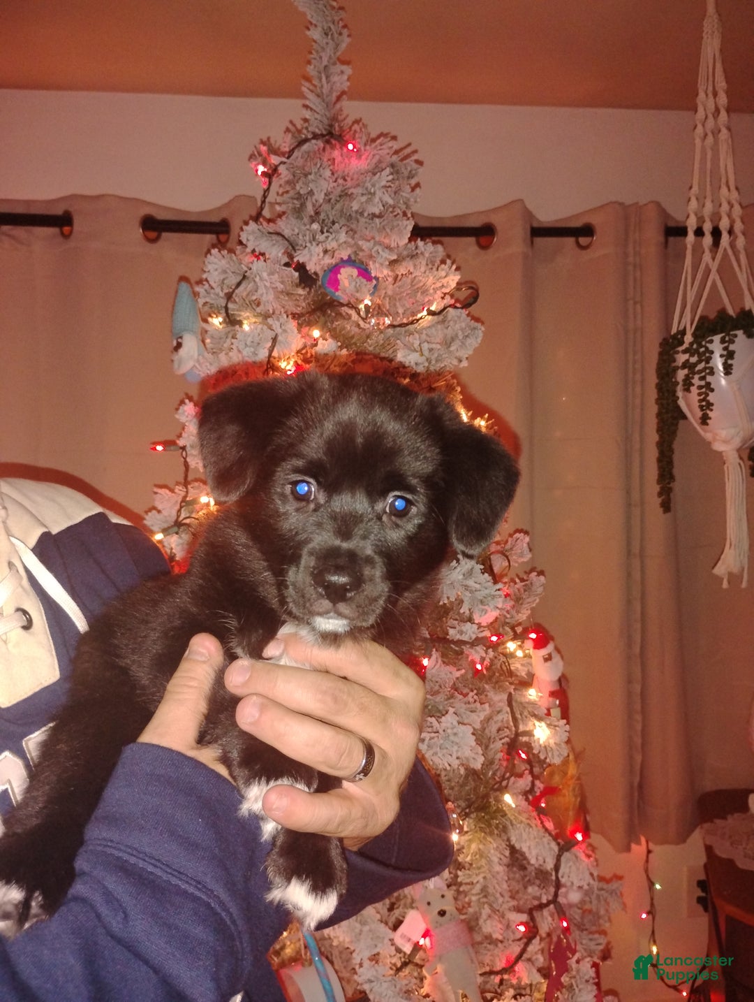 Mixed Breed dogs for sale: Mixed Breed Puppy 4 - Ad 8