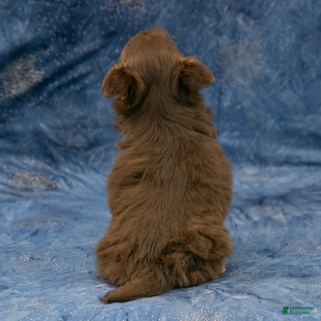 Chihuahua dogs for sale: Alex - Ad 5