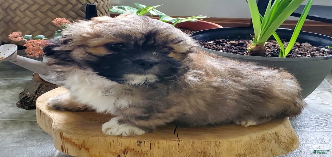 Gallery Image {{count}}