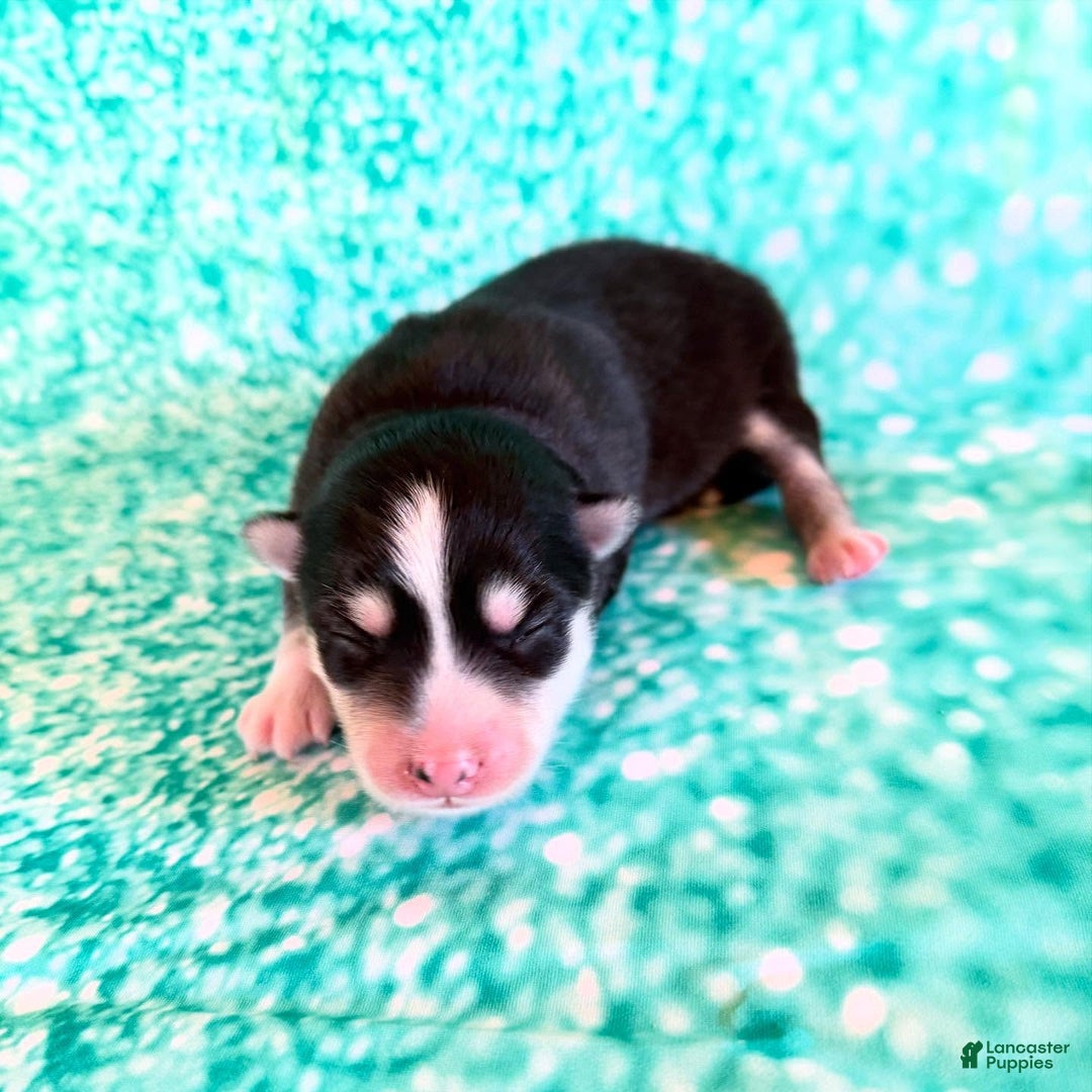 Pomsky dogs for sale: Lumi - Ad 13