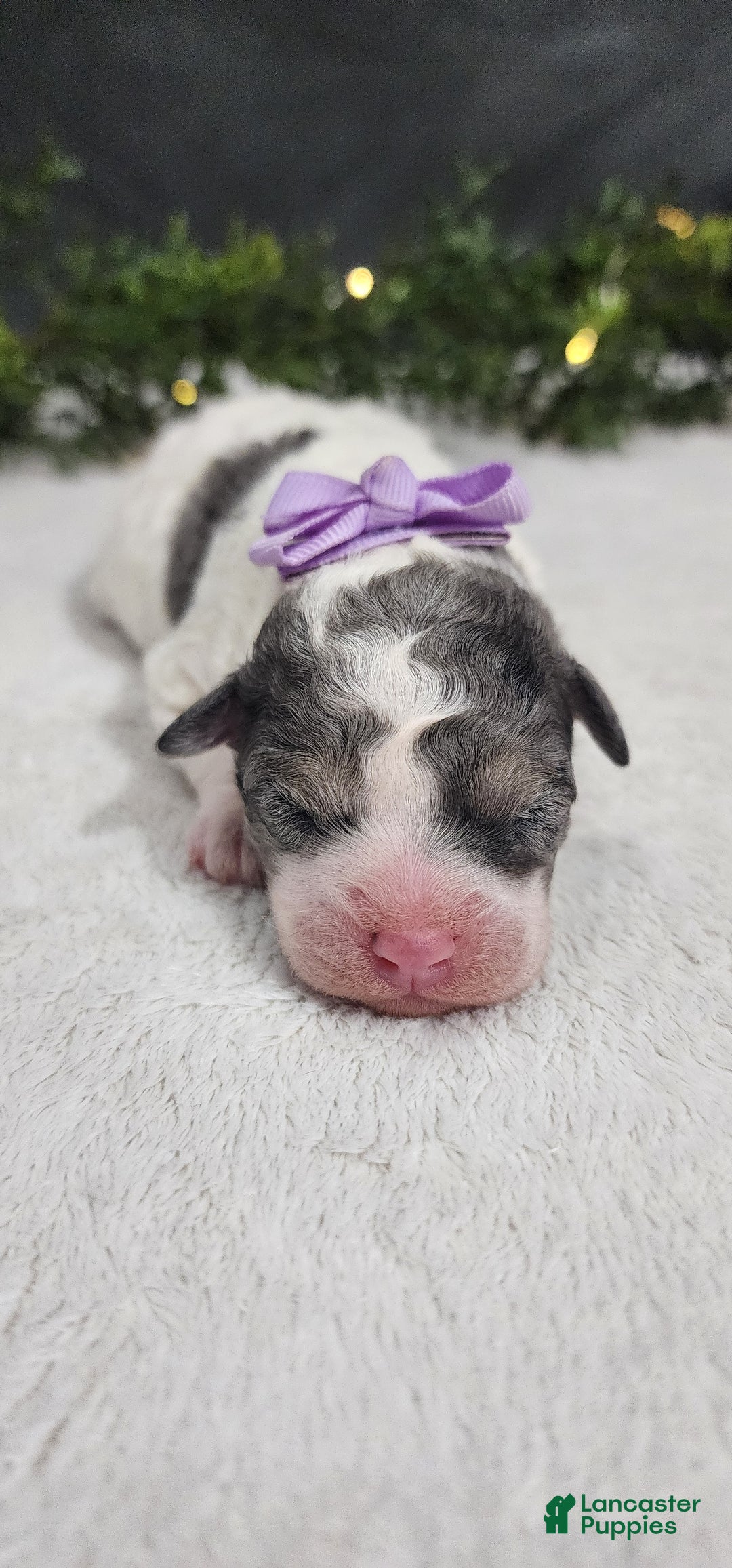 Miniature Poodle dogs for sale: Princess  - Ad 5