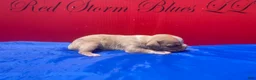 American Bully dogs for sale: Scarr - Ad 6