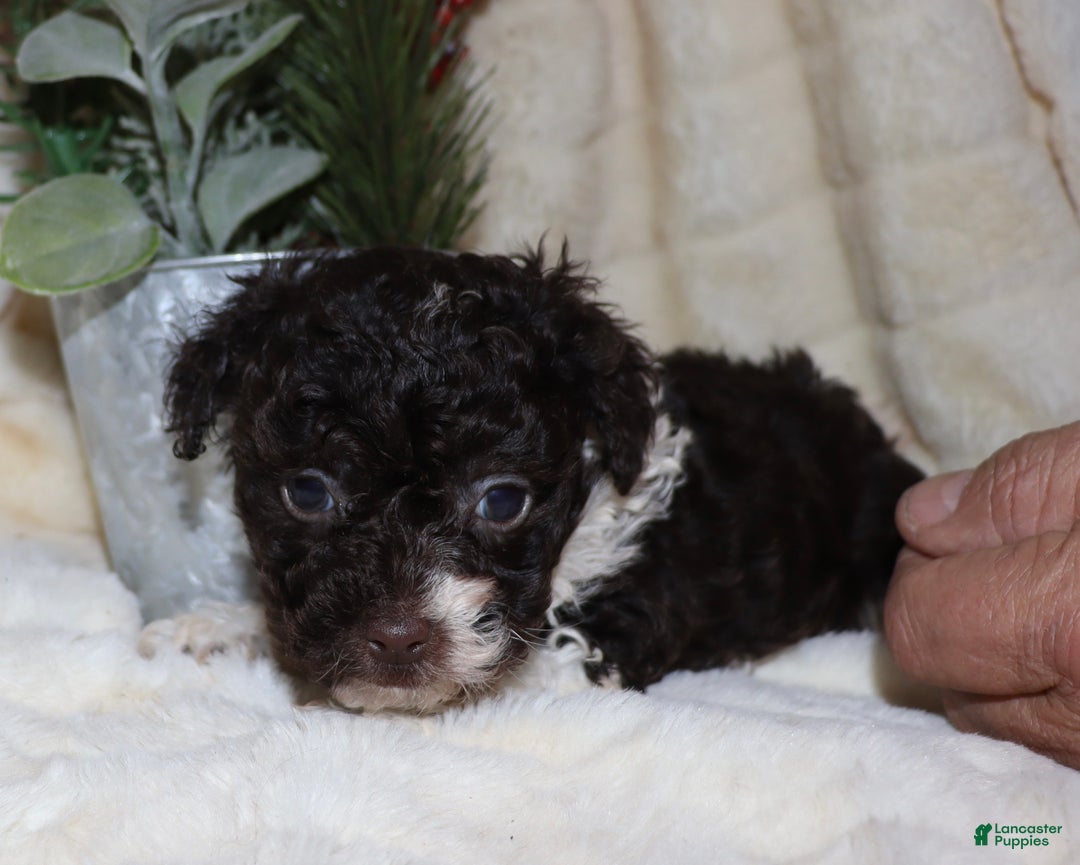 Toy Poodle dogs for sale: Chad - Ad 1