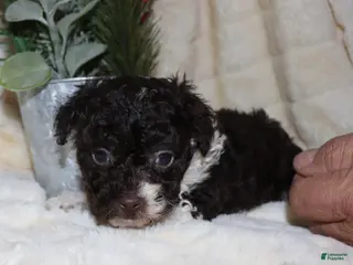 Toy Poodle dogs Chad - Ad 1