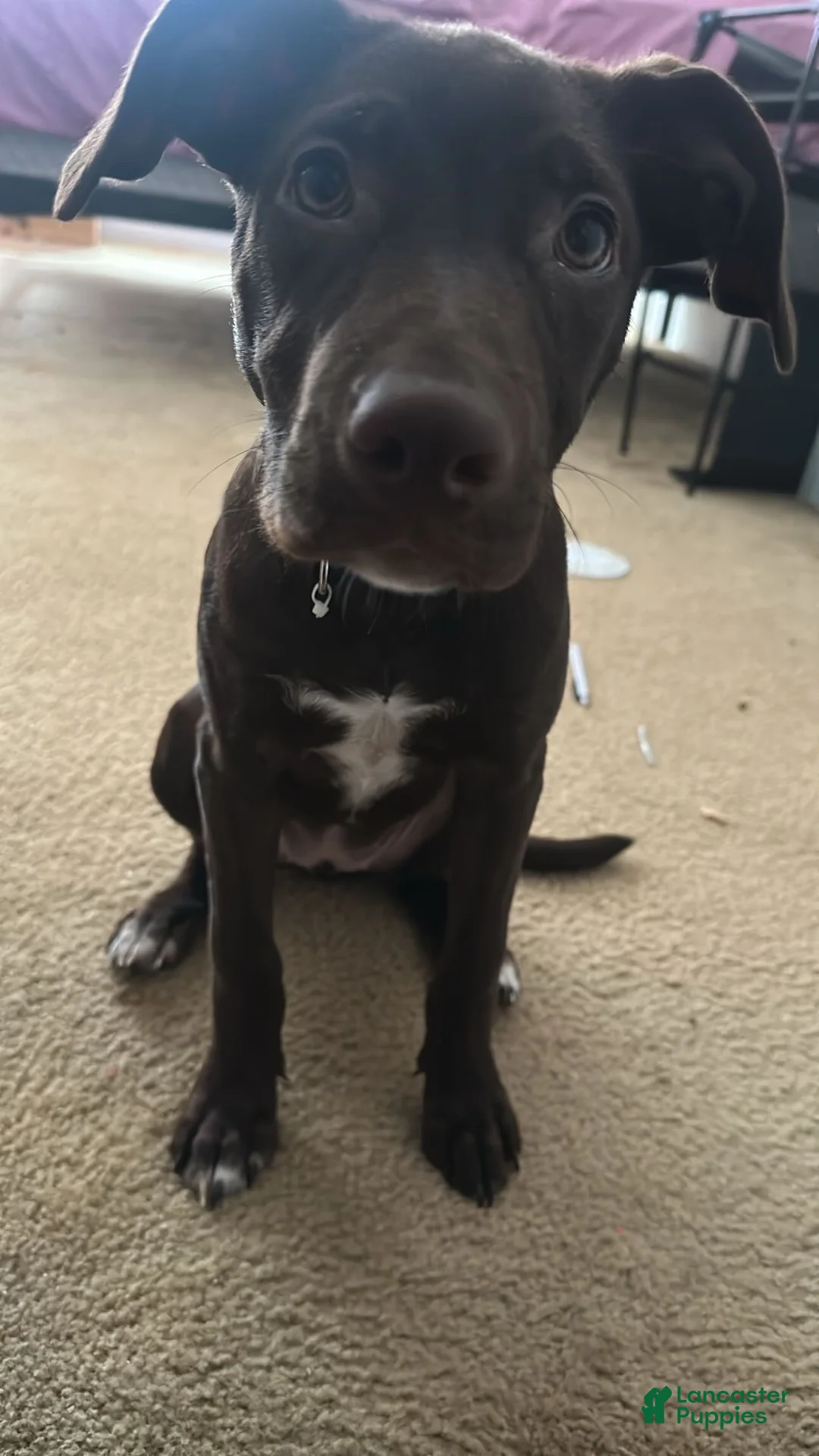 Mixed Breed dogs for sale: Mixed Breed 1 - Ad 1