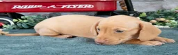 Miniature Dachshund dogs for sale: Jase - Ad 3