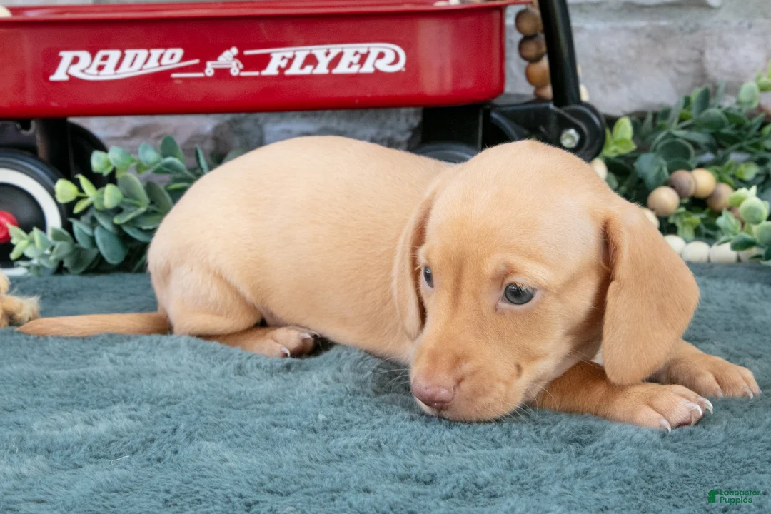 Miniature Dachshund dogs for sale: Jase - Ad 3