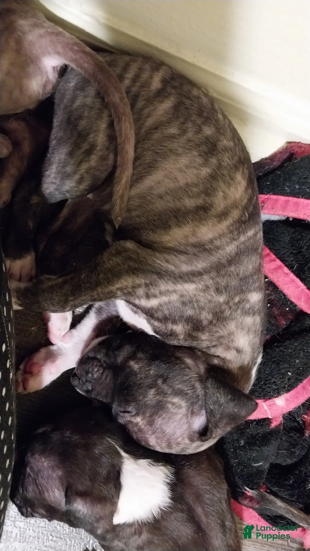 American Pit Bull Terrier dogs for sale: American Pit Bull Terrier 4 - Ad 2