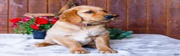 Golden Retriever dogs for sale: Dahlia - Ad 3