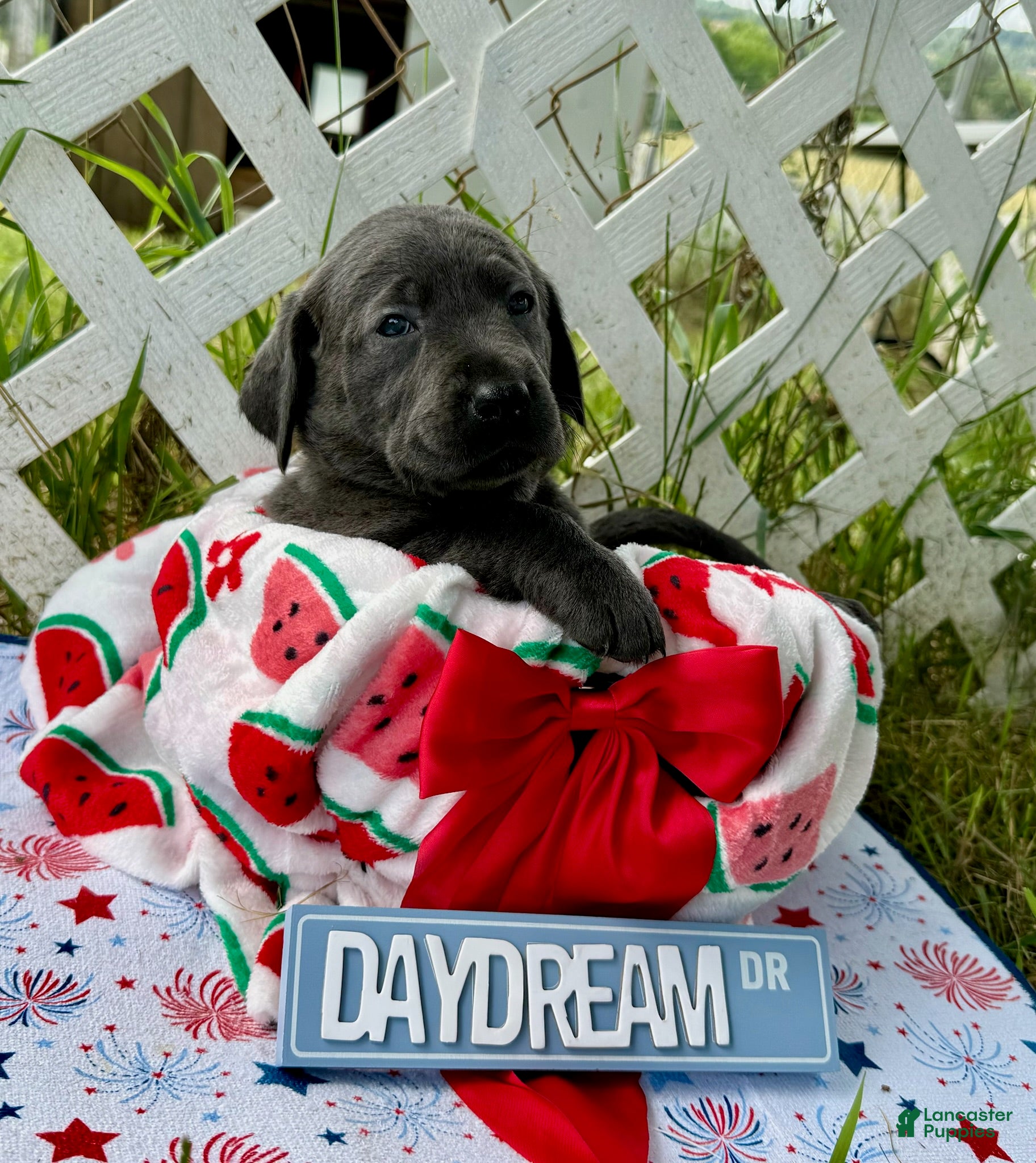 Labrador Retriever dogs Star - Ad 2