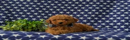 Miniature Poodle dogs for sale: Richmond AKC Registered - Ad 5