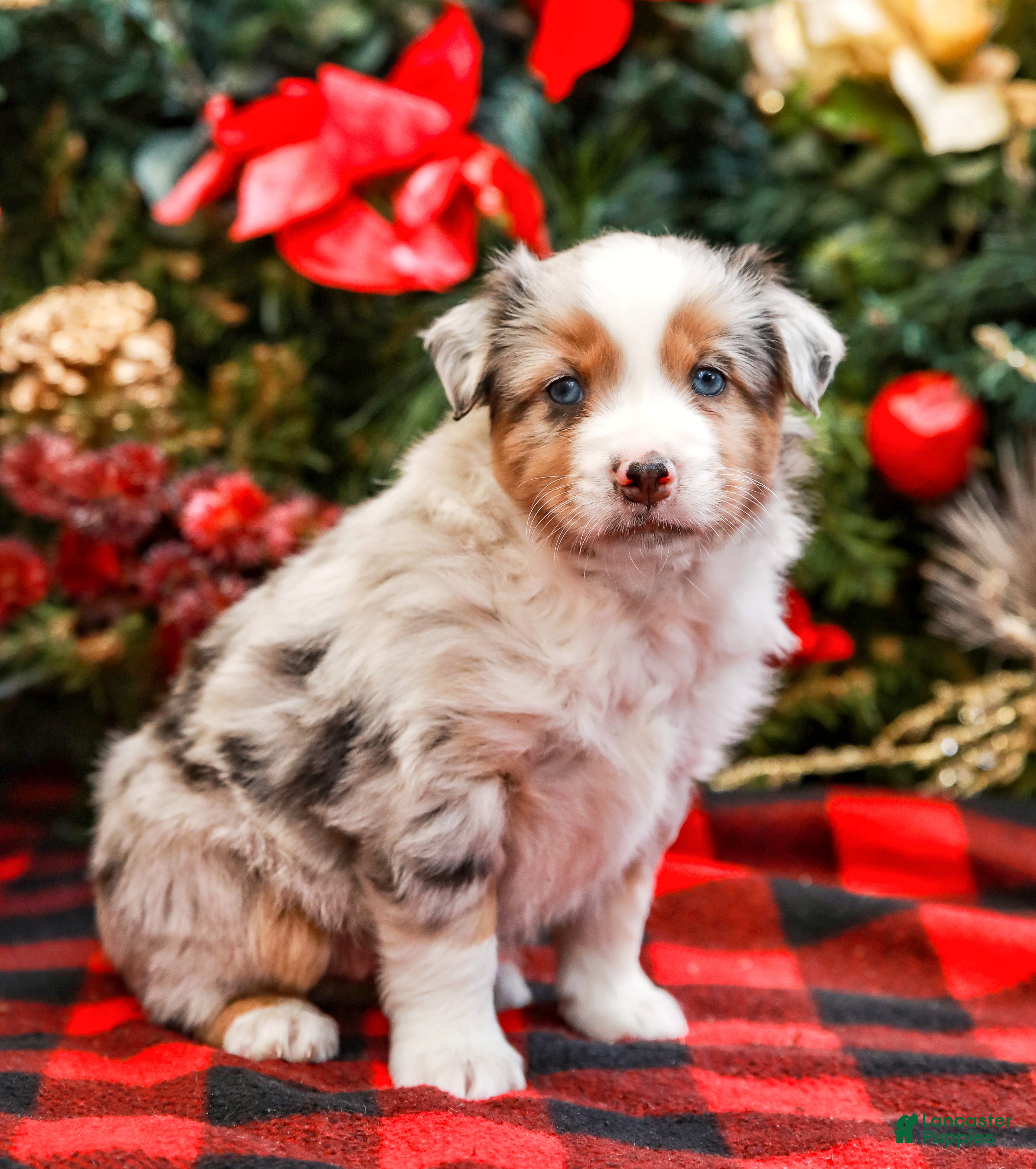 Miniature Australian Shepherd dogs Bow - Ad 15