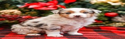 Miniature Australian Shepherd dogs for sale: Bow - Ad 1