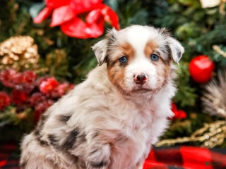 Miniature Australian Shepherd dogs Bow - Ad 10