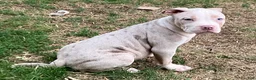 American Bully dogs for sale: American bully Puppy 3 - Ad 4