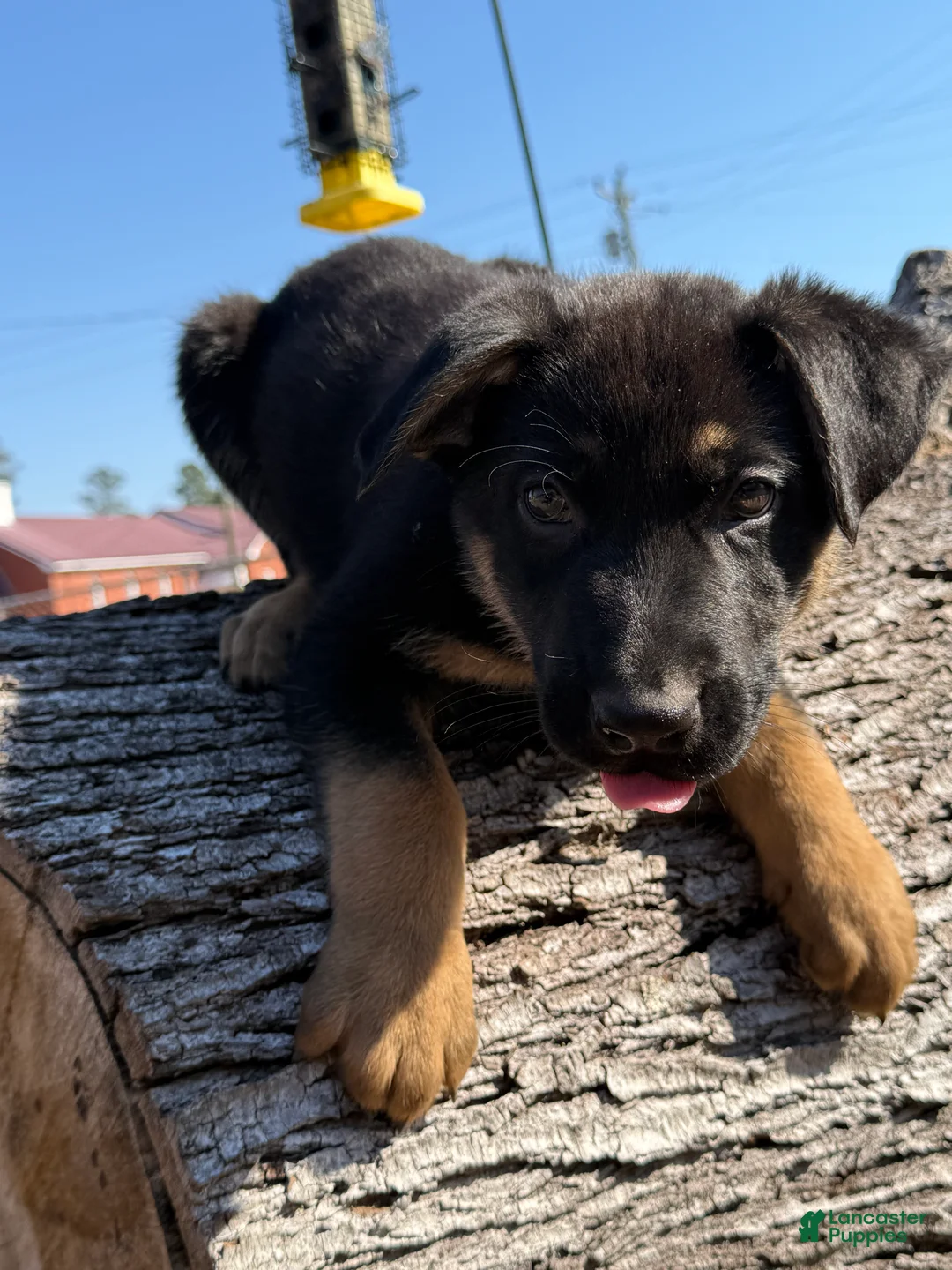 German Shepherd dogs for sale: Green - Ad 4
