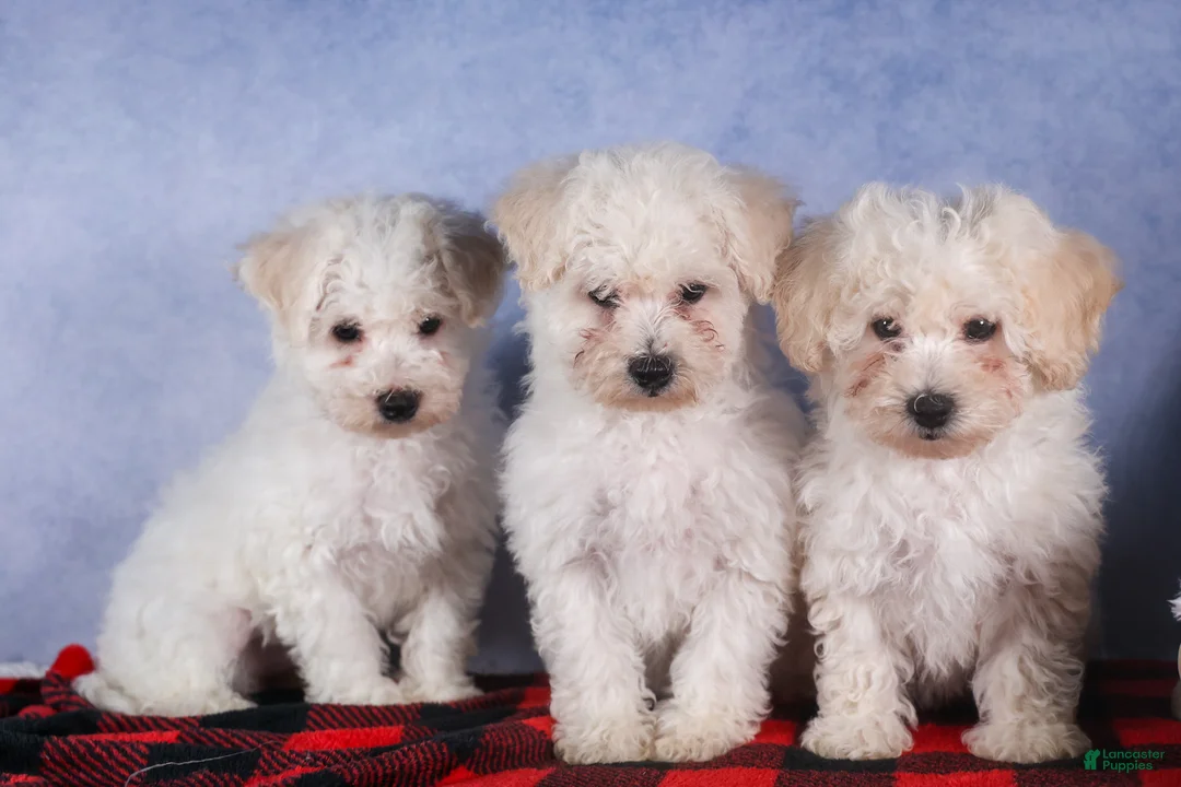 Bichon Frise dogs for sale: Dakota - Ad 20