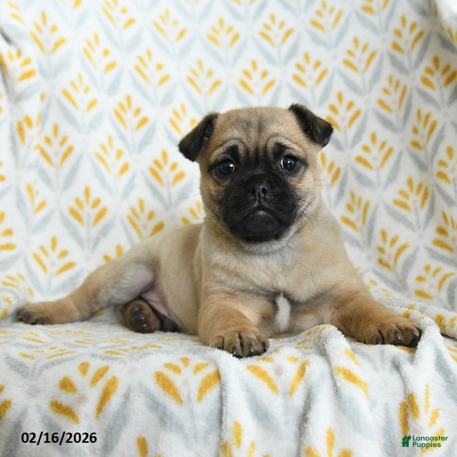 Jug dogs Larry - Ad 1