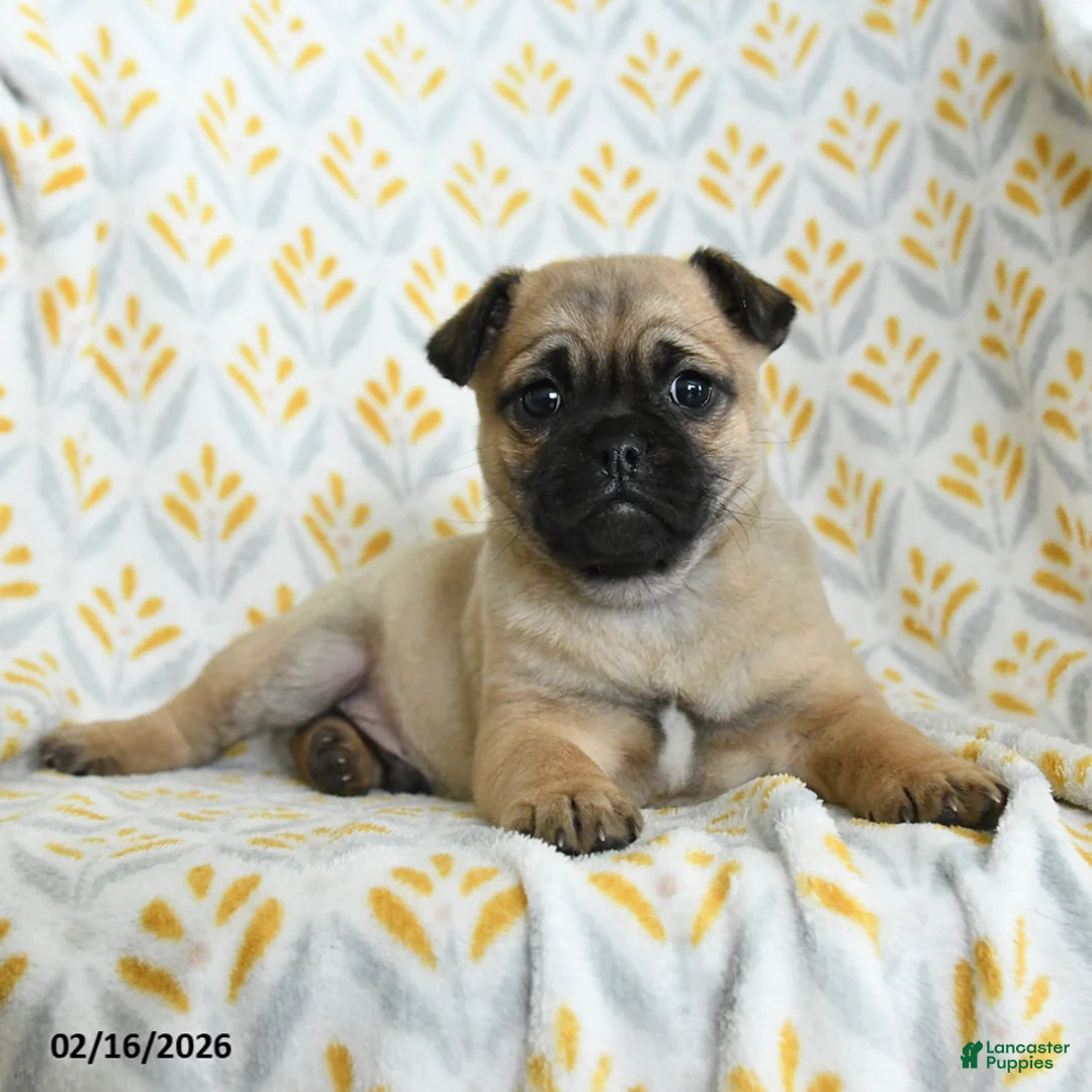 Jug dogs for sale: Larry - Ad 1