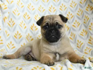 Jug dogs for sale: Larry - Ad 1