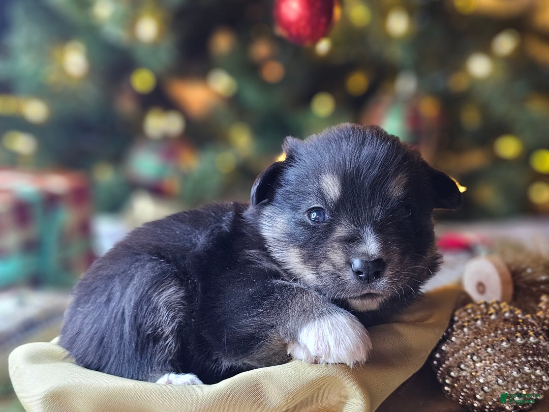 Mixed Breed dogs for sale: The Enchanted Pomalier 🐾 - Ad 32