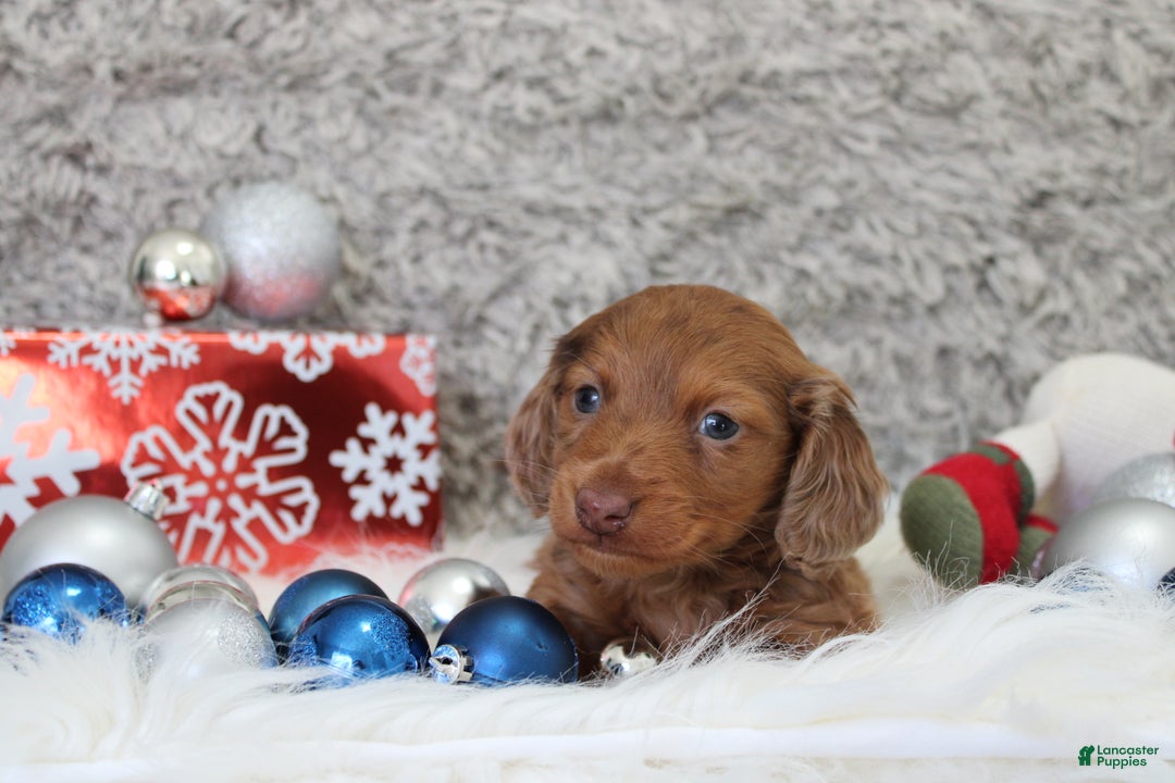 Miniature Dachshund dogs for sale: Shepard - Ad 1
