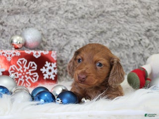 Miniature Dachshund dogs Shepard - Ad 20