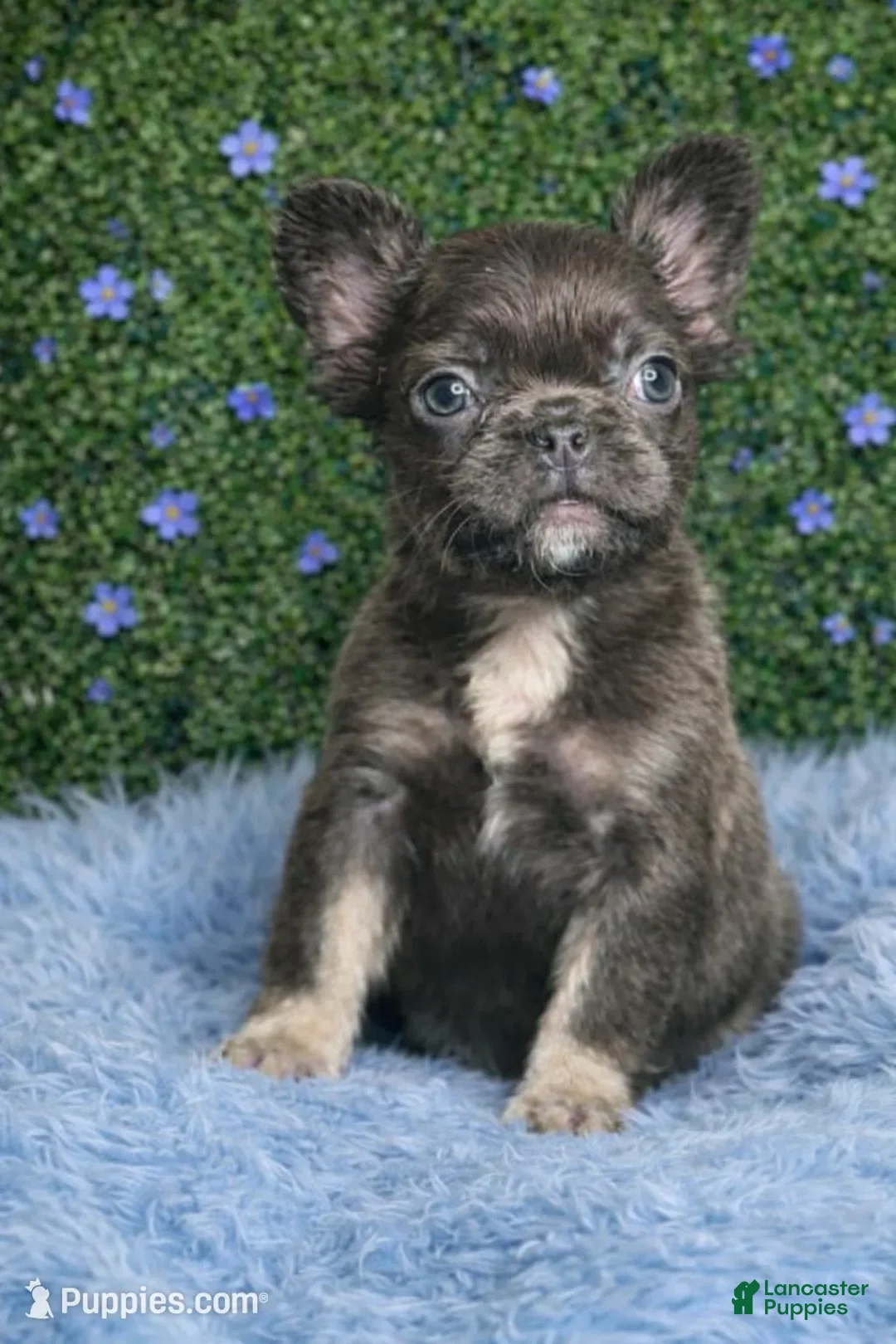 French Bulldog dogs for sale: Male Fluffy 2 - Ad 1