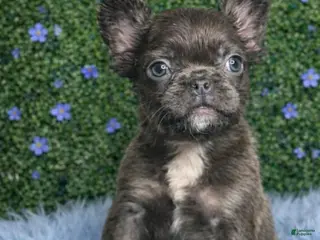 French Bulldog dogs for sale: Male Fluffy 2 - Ad 4