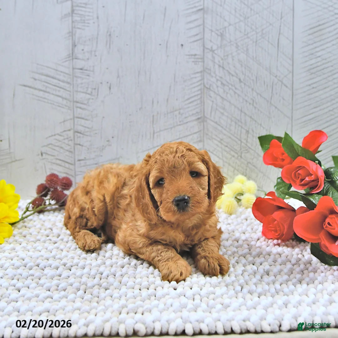 Mini Goldendoodle dogs for sale: Xavier - Ad 1