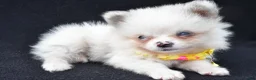 Pomeranian dogs for sale: Syl - Ad 6
