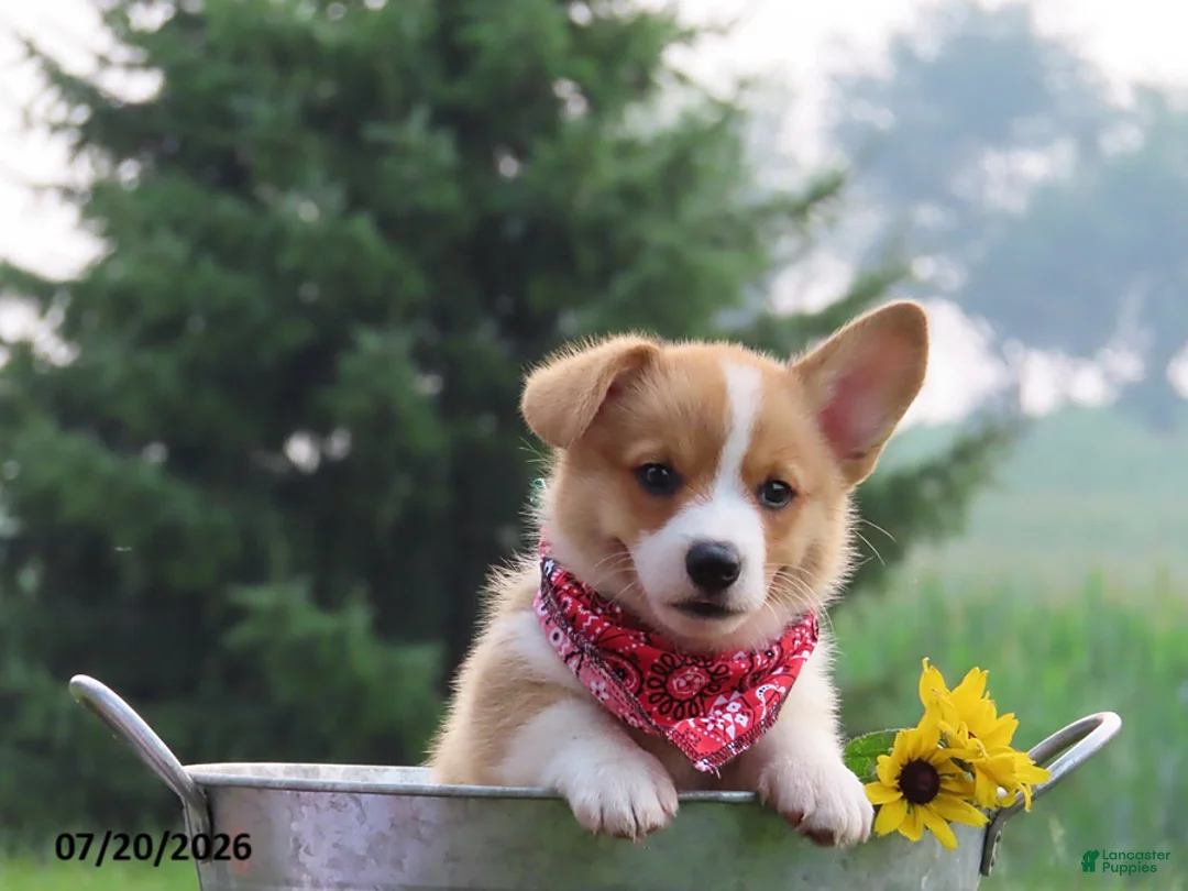 Welsh Corgi Pembroke dogs for sale: Snuggle - Ad 2