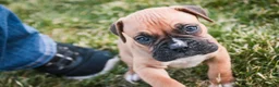 Boxer dogs for sale: Ford - Ad 3