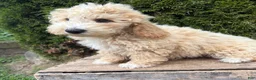 Bichpoo dogs for sale: Jace - Ad 3