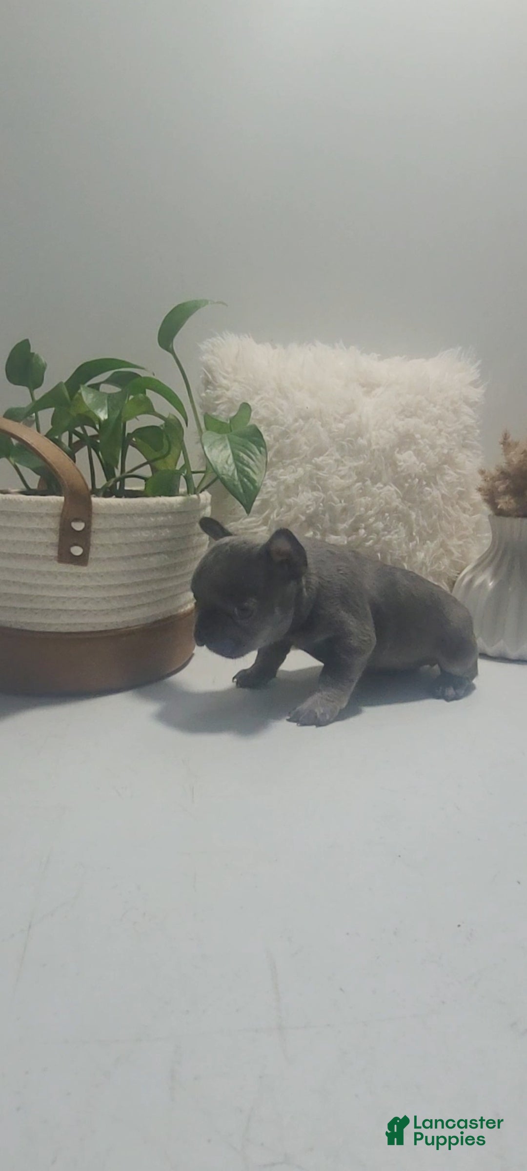 French Bulldog dogs Bailey, Puppy 3 - Ad 2