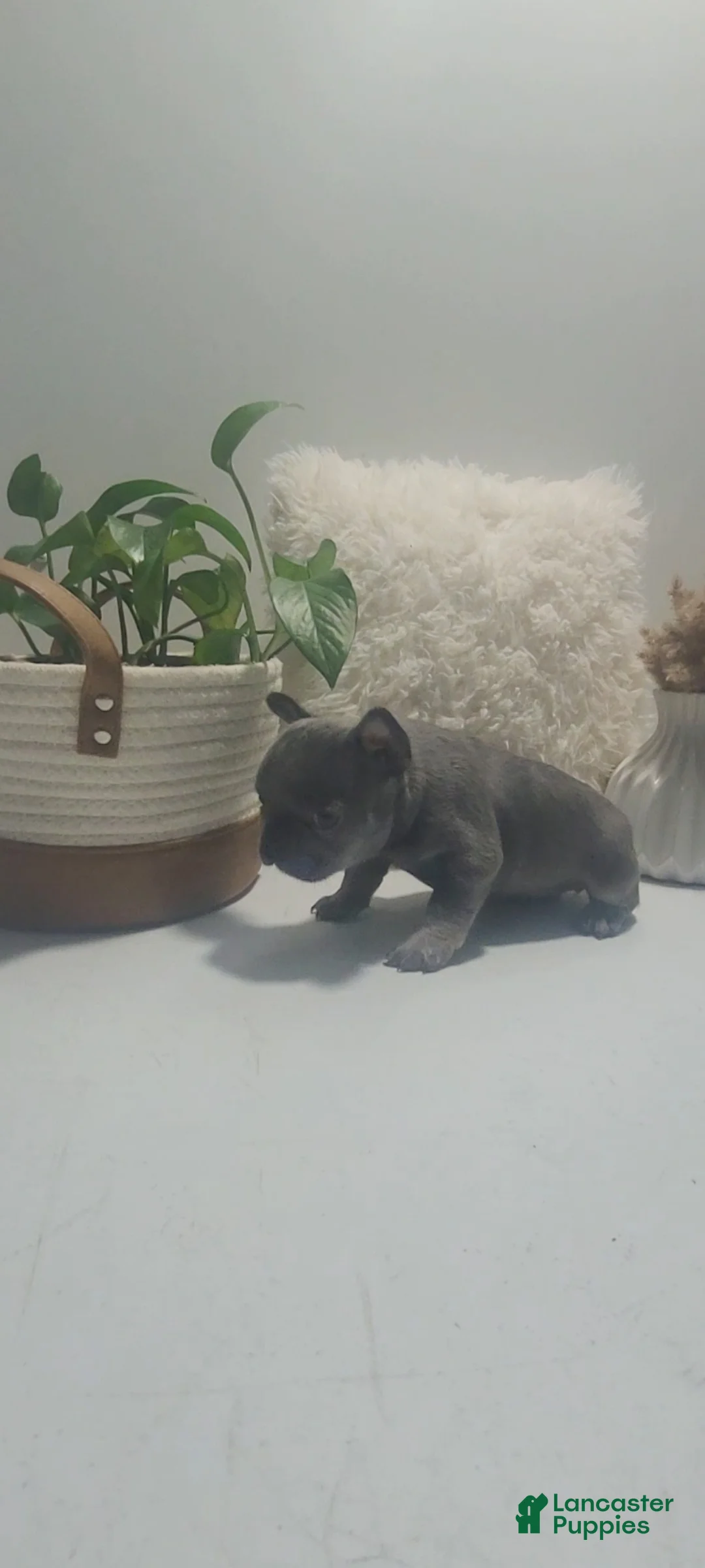 French Bulldog dogs for sale: French Bulldog Puppy 3 - Ad 1