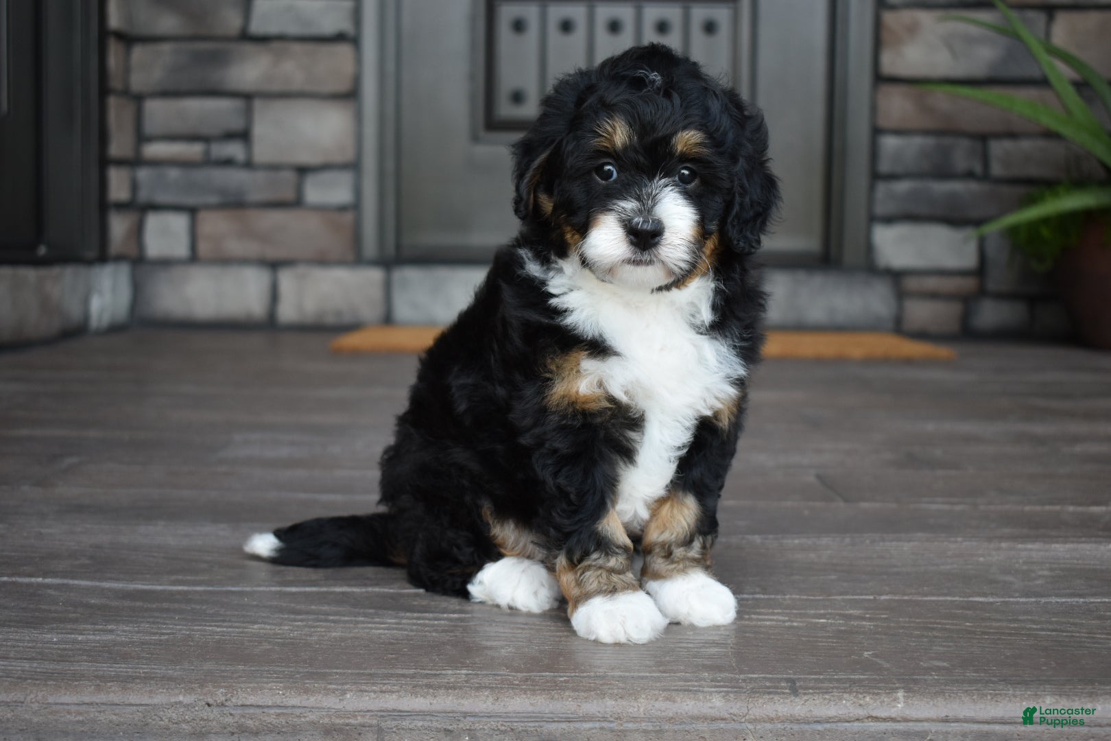 Mini Bernedoodle dogs Autumn - Ad 1