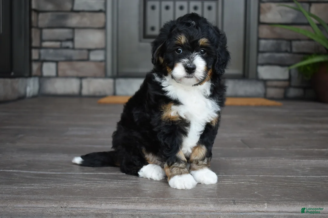 Mini Bernedoodle dogs for sale: Autumn - Ad 1