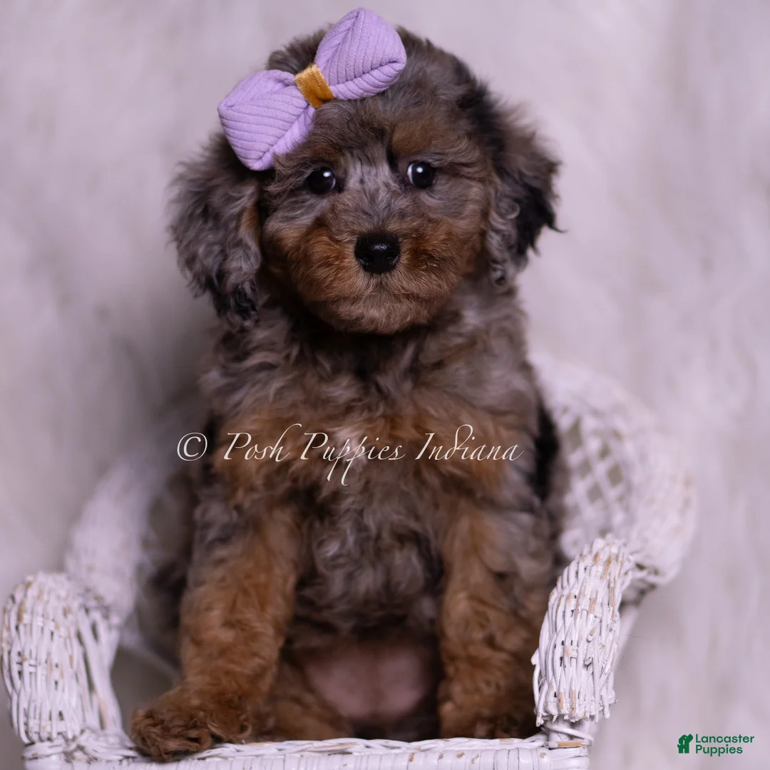 Miniature Poodle dogs for sale: Arabella - Ad 1
