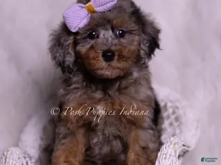 Miniature Poodle dogs Arabella - Ad 23