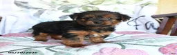 Yorkshire Terrier dogs for sale: Lacey - Ad 4