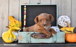 Mixed Breed dogs for sale: Timmy - Image 2