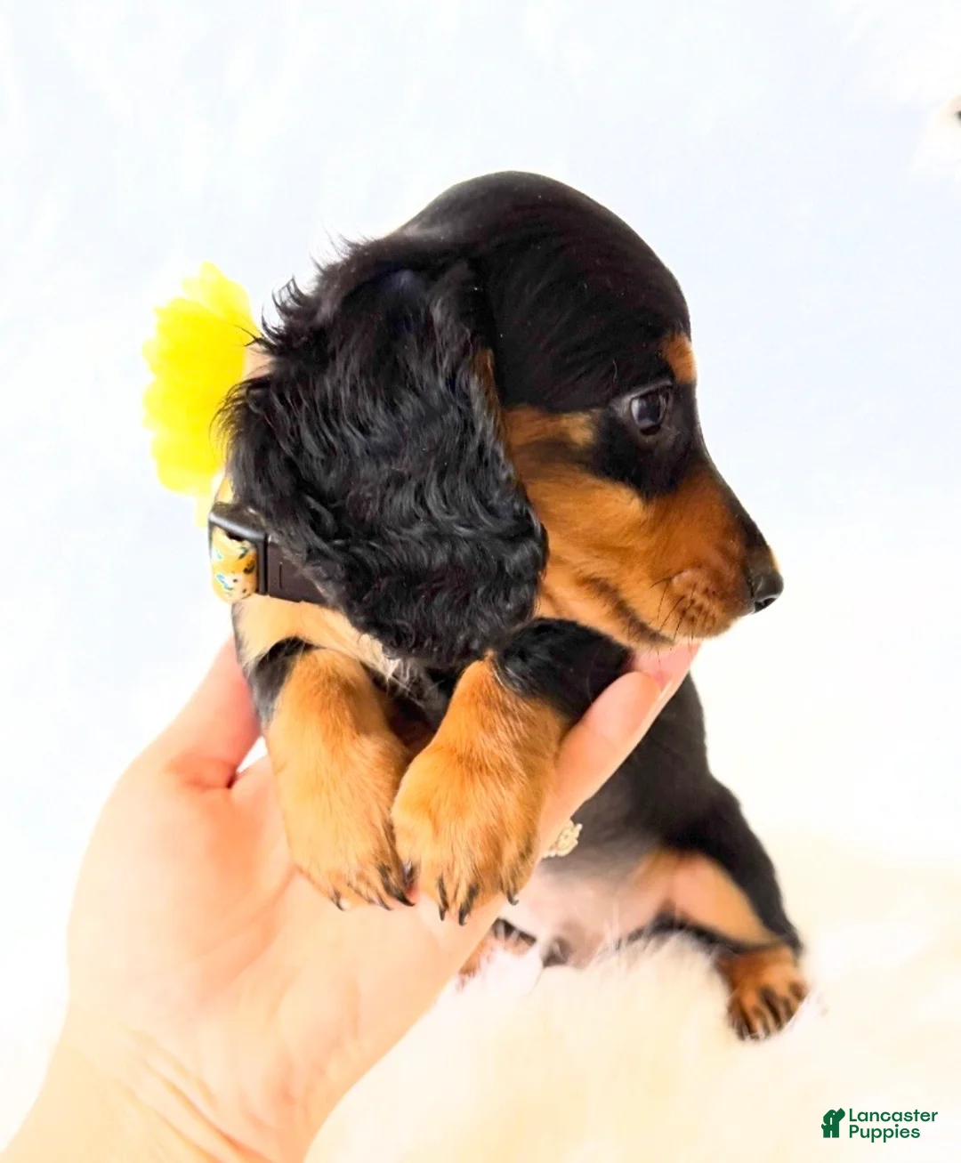 Miniature Dachshund dogs for sale: AKC Badger - Ad 2